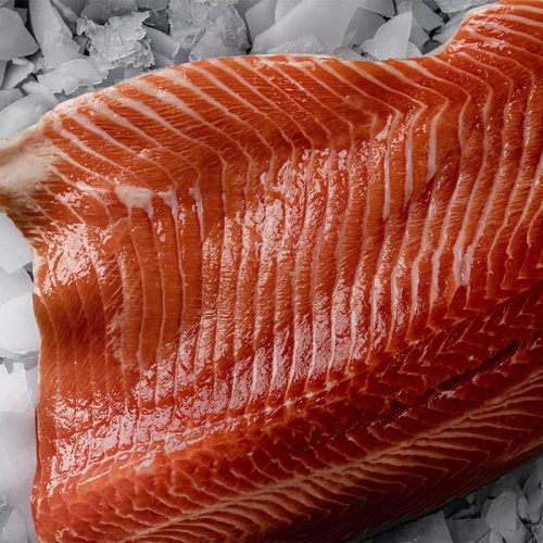 Photo of Ocean Trout